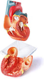 Human Heart Model for Anatomy, 2 Parts (Life Size)