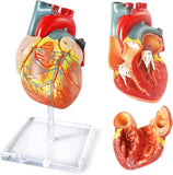 Human Heart Model for Anatomy, 2 Parts (Life Size)