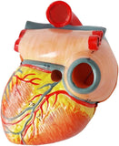 Human Heart Model for Anatomy, 2 Parts (Life Size)